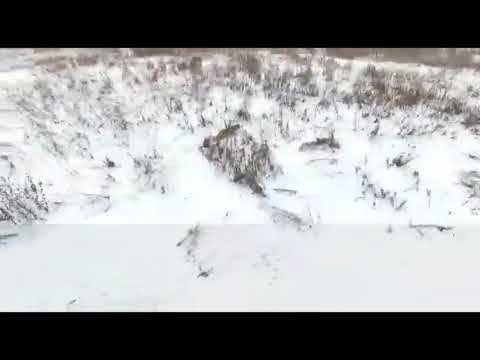 Конфликтный тигр в окрестностях села Ракитное (Приморский край)
