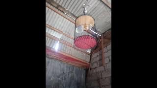 plci birahi cocok buat pancingan plci mles bunyi...