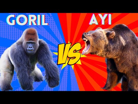 Goril Vs Ayı Gorilla Vs Bear Real Fight Gerçek Dövüş #bear #gorilla #pitbull