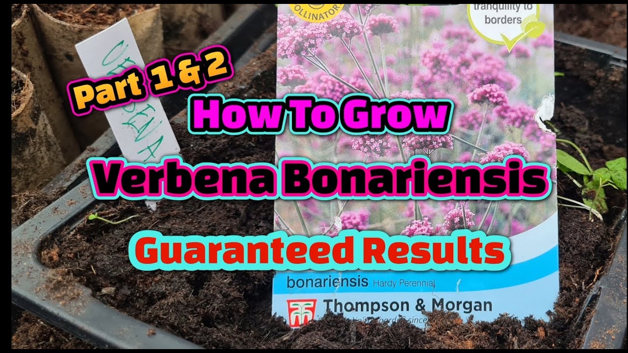 How to grow Verbena Bonariensis  guaranteed results wl