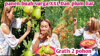 HARVEST 2 FREE XXXL HEAVENLY FRUIT AND WILD PLUM TREES