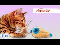 Four-in-One Feline Fun Cat Toy