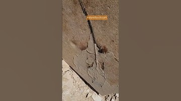 #Fossil #paleontology #tours #tour #greenriverformation #fossils #fossil #stingray #experience