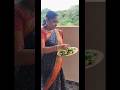 Harvesting brinjals#shorts#vegetables #organicfarming :