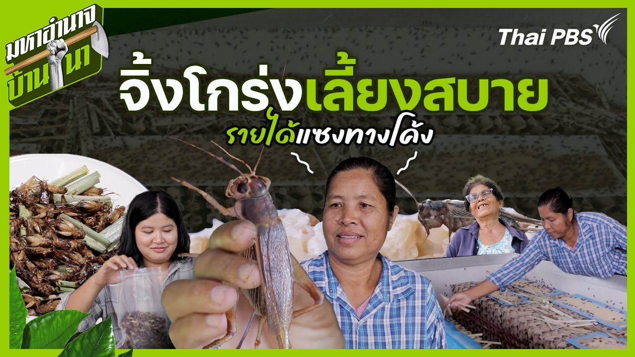 จิ้งโกร่งเลี้ยงสบาย รายได้แซงทางโค้ง | มหาอำนาจบ้านนา