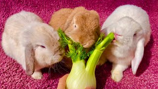 15 Minutes of Cute Bunnies Eating Fennel by Bunny Love 10,274 views 3 years ago 15 minutes