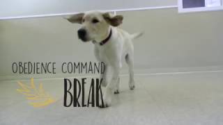 Obedience Command - Break
