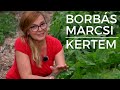 Borbás Marcsi: Kertem - Így lesz bőséges a tökfélék termése (70. rész)