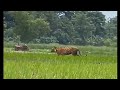 Encroachment of forest land are showing its effects as people and animals walk in the same field