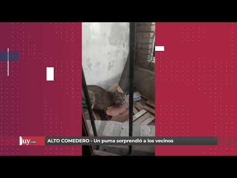 UN PUMA SORPRENDIÓ A LOS VECINOS DE ALTO COMEDERO - todojujuy