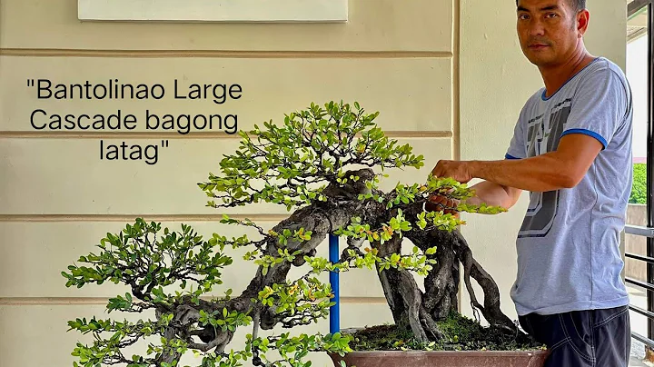 "Bantolinao Large Cascade bagong latag" #bonsai #w...