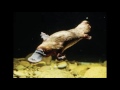 I Want a Duck Billed Platypus for Christmas (shifted up to &#39;C&#39;)