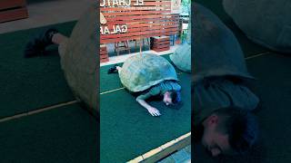 Baru Beberapa Detik Meniru Kura-Kura Galapagos, Pria Ini Langsung Menyerah!