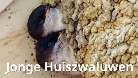 Huiszwaluwen in hun nest - voeren, op de kop hangen