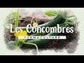 Tout savoir sur la culture du concombre!!! #permaculture