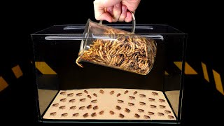 1000 Cockroaches and 1000 Zophobos Larvae!