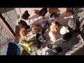 LA MEJOR INCUBADORA PARA MIS GANSITOS BEBES  (UNA GALLINA)