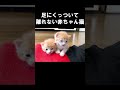 足にくっついて離れない赤ちゃん猫 #保護子猫