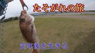 青森・岩木川河口で遊ぶ・砂浜から真鯛を釣る