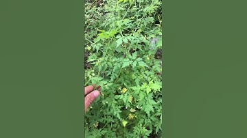 Cây Xoắn Dây Thảo Dược Quý #baithuocdangian #covenduongvlogs #caythuocnam #câythuốcquý