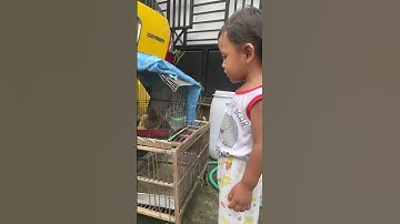 BEBEK LUCU #trending #bebek #shortvideo #comedy #duck #fyp #shorts #bebeklucu