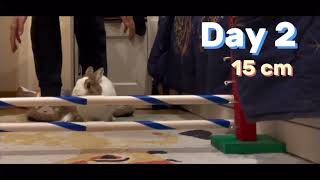 Training hard on jumps🏋️‍♂️|#rabbit🐰~#cute🥰~#workhard🏋️‍♂️~#jump🔝 by Rabbit Nuvoletta Story 88 views 2 months ago 32 seconds