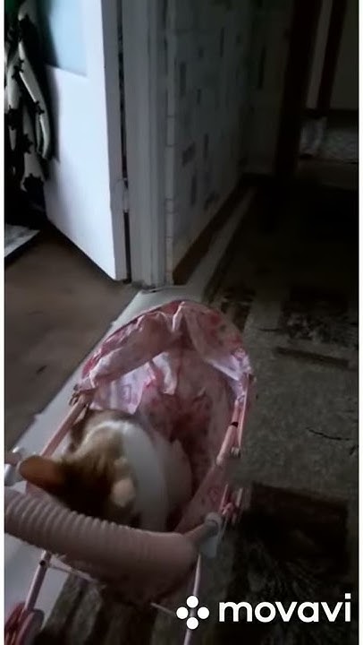 Смешной котенок Рыжик играет в коляске - YouTube