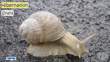 Hibernation | Migration | Animals Hibernate | Animal Migration | Animal Adaptations | Science