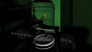 085728333679 Alf bf Loker Sf Klaten