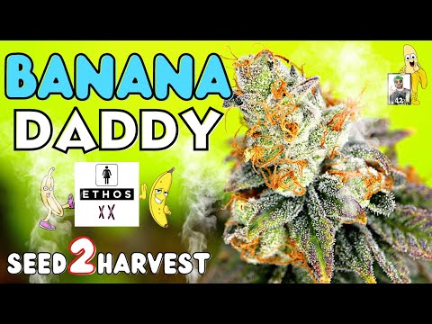 Ethos Genetics Indoor Ethos Genetics Anbau im Growzelt