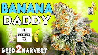 BANANA DADDY Seed to Harvest by Ethos Genetics Mars Hydro