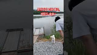 주말 캠낚으로 여유로운 힐링을 함께해요. #강아지브이로그 #강아지 #푸숑 #비숑푸 #강아지일상 #반려견 #귀여운강아지 #여행 #용봉낚시터 #예산 #낚시 #캠핑 #애견동반