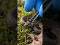 POV: What a Snake Sees Hunting Underground! 🐍🎥 #shorts #snake #viral