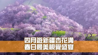 四月遊新疆杏花溝 春日最美視覺盛宴