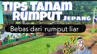 Tips for planting Japanese grass CLEAN from WILD grass