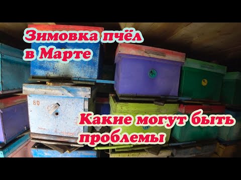 ЗИМОВКА ПЧЁЛ В МАРТЕ МЕСЯЦЕ В ОМШАННИКЕ, ЧТО НУЖНО СДЕЛАТЬ МНЕ