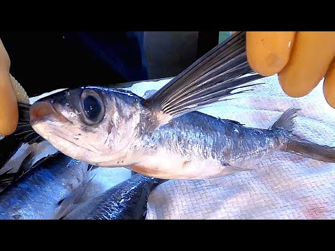 台灣街頭食物 - 飛魚 Flying Fish Cutting & Cooking