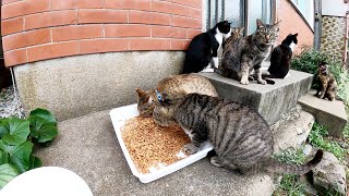 たくさんの猫達が民家の前に集まって3密状態になる