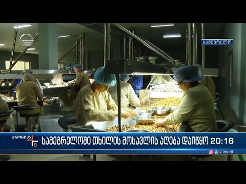 სამეგრელოში თხილის მოსავლის აღება დაიწყო