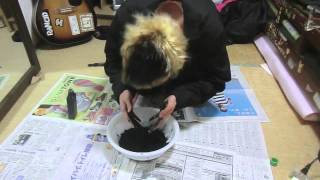墨汁で髪を黒染めしてみた！Dying My Hair With Indian Ink!　PDS
