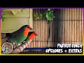 PARROT FINCH opciones + EXTRAS🦜