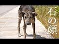 保護された後も心を閉ざす犬。心が通い合ったとき「石の顔」から世界で一番輝く笑顔へ