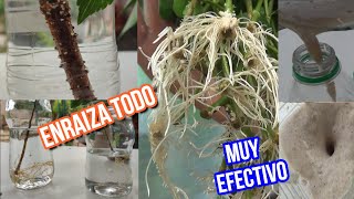 POTENTE HORMONAS ENRAIZANTES CASERAS ORGANICO | Enraíza Rápido y Fácil  Esquejes y Ramas de árboles