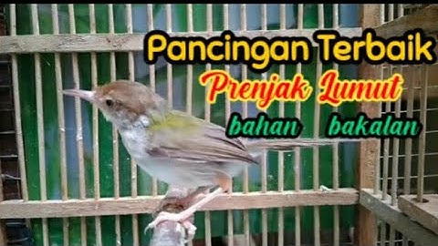 Prenjak Lumut Jantan Muda Belajar Bunyi _ Pancingan Terbaik Buat Prenjak Lumut Bahan / Bakalan