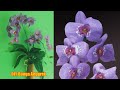 Diy Cara Membuat Bunga Anggrek//How to make an orchid flower