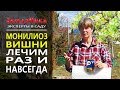 Лечение монилиоза косточковых - вишни, яблони, груши, черешни. Супер средство от монилиоза.