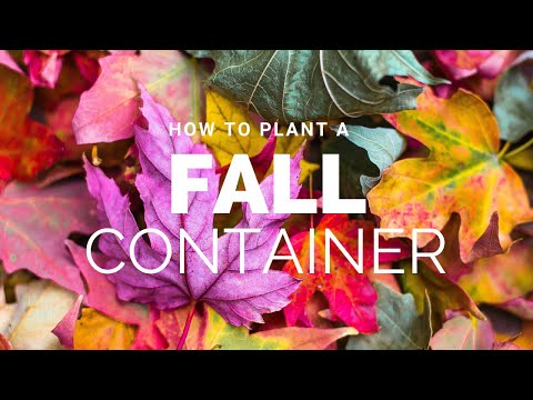 How to Plant a Fall Container | Catherine Arensberg