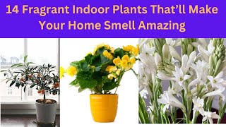 14 Fragrant Indoor Plants That’ll Make Your Home Smell Amazing || #indoorplants #fragrantplants