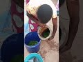Matumizi Ya Majani Ya Mpapai Katika Kuzuia Kutibu Kuku Mwenye Minyoo Pamoja Na Homa Ya Matumbo 3 Matumizi Ya Majani Ya Mpapai Katika Kuzuia Kutibu Kuku Mwenye Minyoo Pamoja Na Homa Ya Matumbo 3
