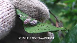カイガラムシの駆除と伴われる様々な危険 カンキツ類を例に 藤 ヶ 迫 B L O G